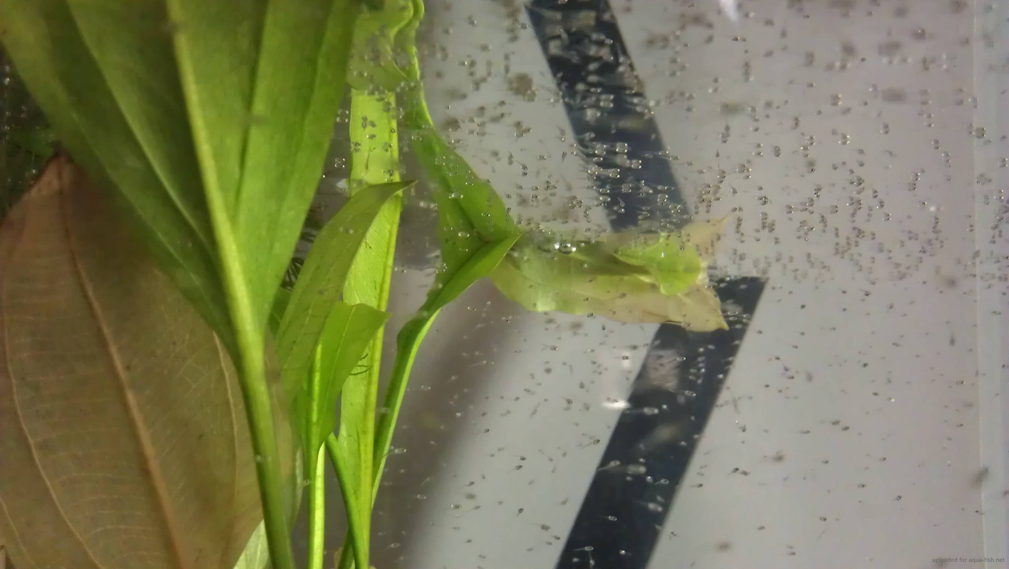 Blue Gourami Breeding