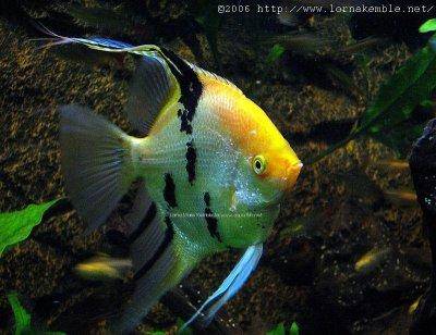 angelfish-4-link.jpg