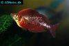 Red rainbowfish, picture 1