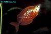 Red rainbowfish, picture 3