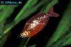 Red rainbowfish, picture 4