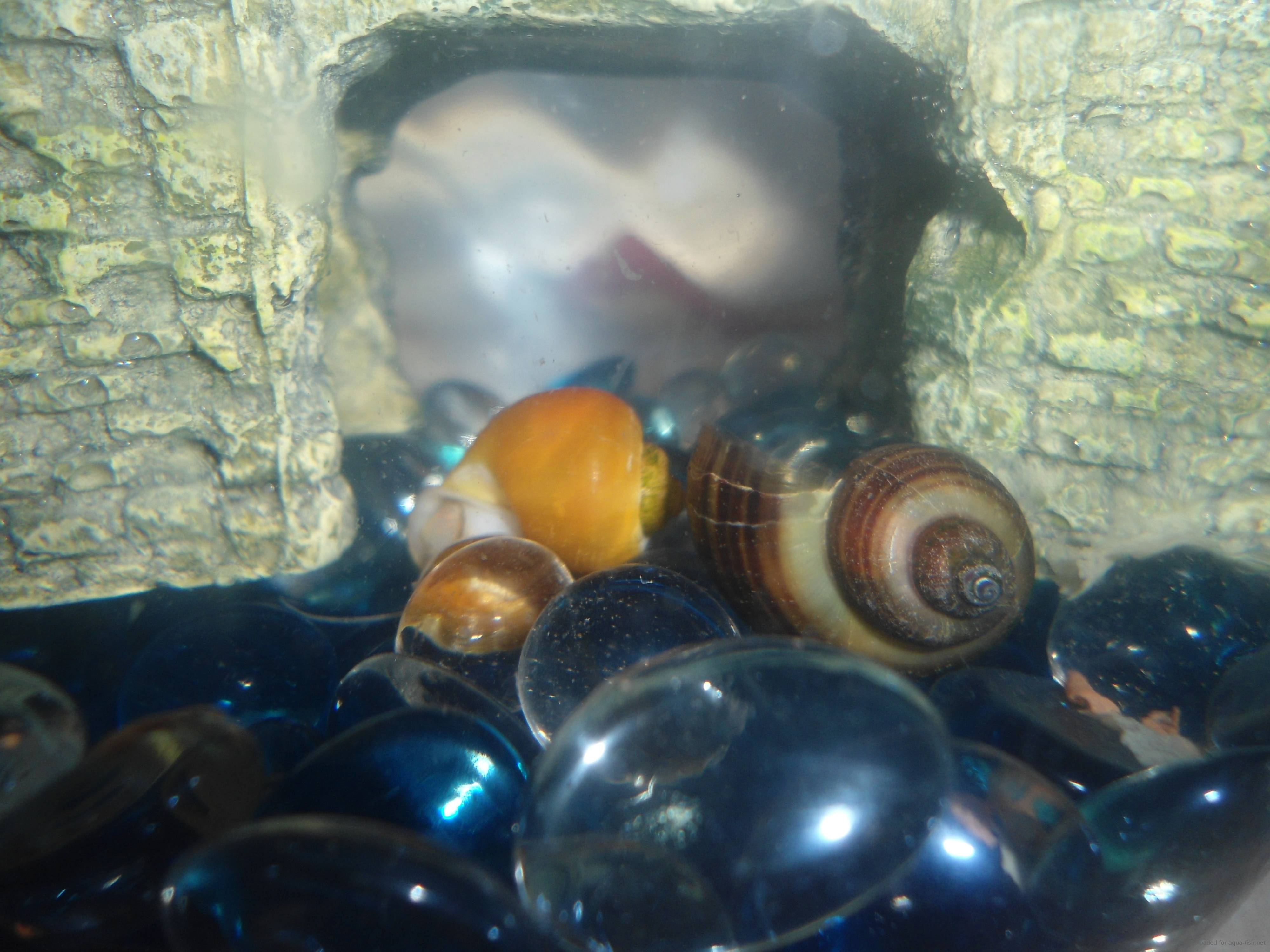 Types Of Aquarium Snails With Answers And Forum