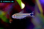 Oscar fish - A guide on raising and breeding