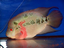 A guide on caring for the Pacu fish including discussion 
