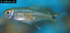 A guide on caring for the Pacu fish including discussion 