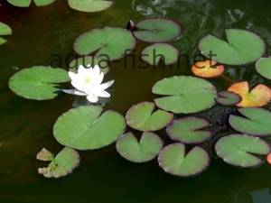 Water lily, picture 5