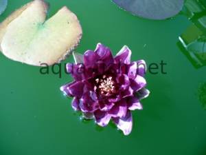 Water lily, picture 6