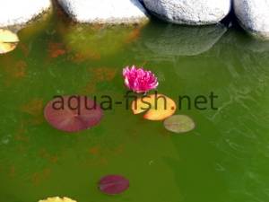 Water lily, picture 2