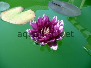 Water lily, picture 3