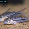 Bond’s catfish - Corydoras bondi